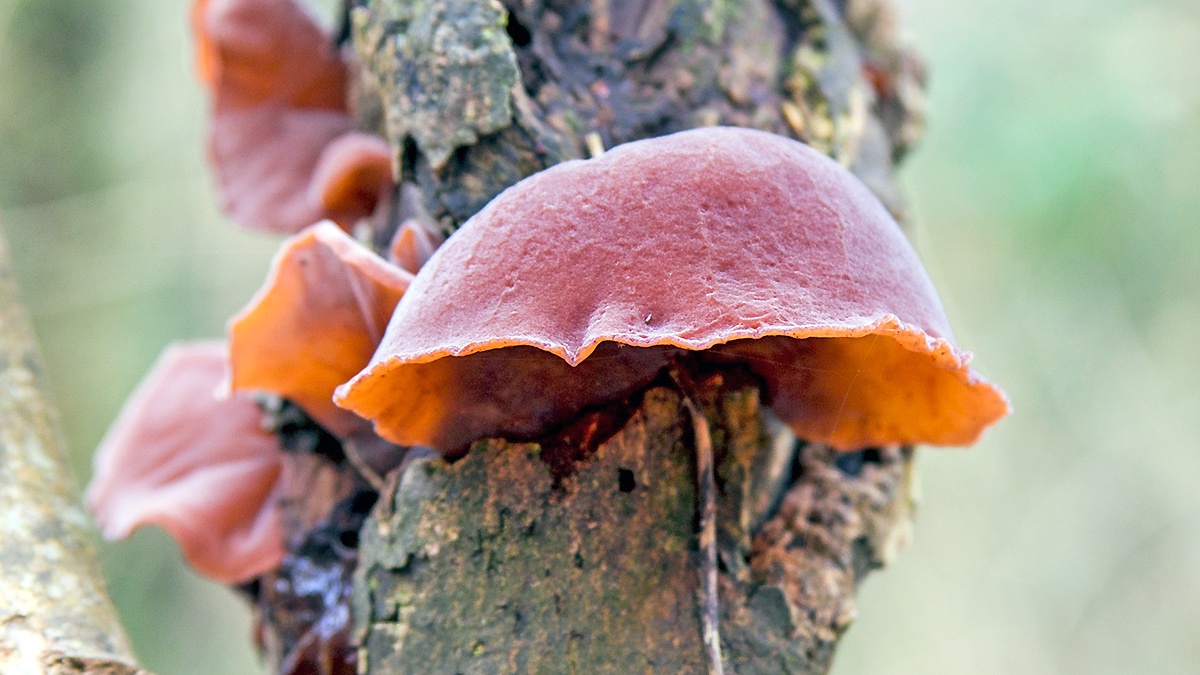 Jelly Ear [Auricularia auricula-judae]