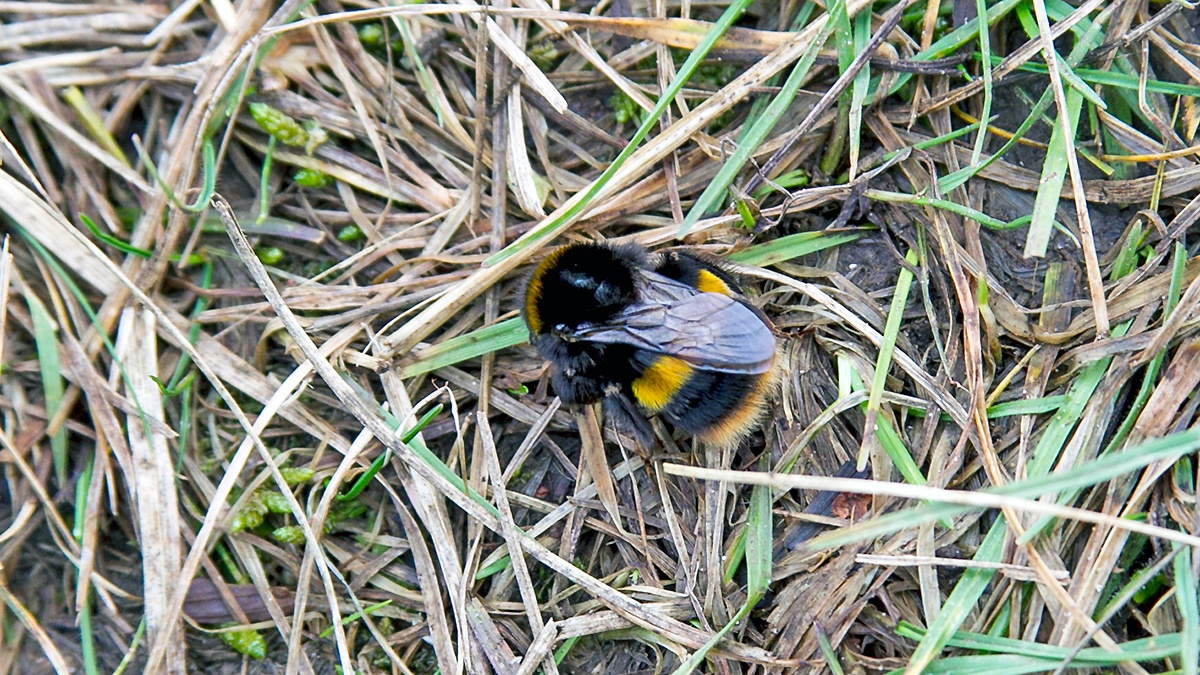 Buff-tailed Bumblebee [Bombus terrestris]