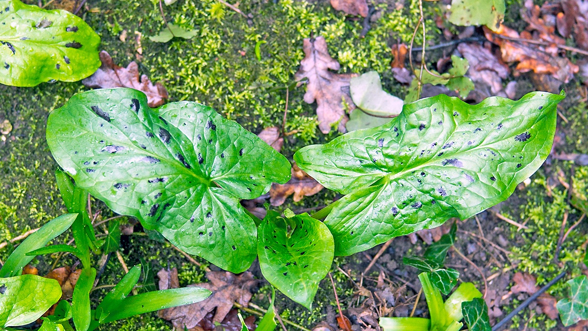 Cuckoo-pint [Arum maculatum]