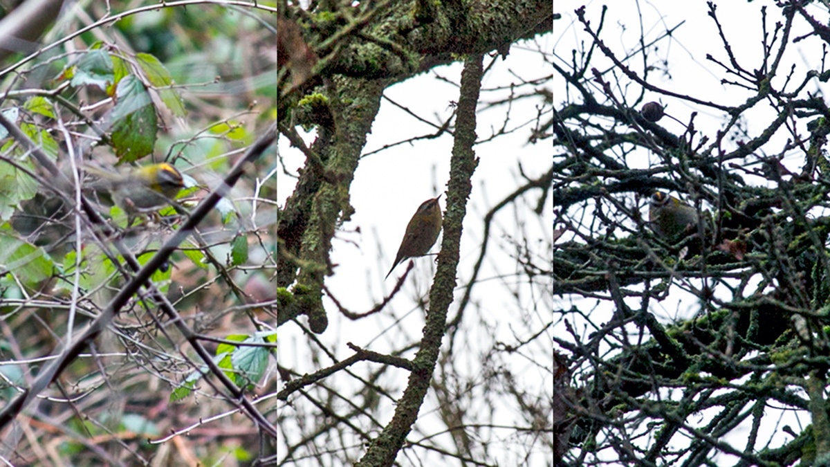 Firecrest [Regulus ignicapilla]