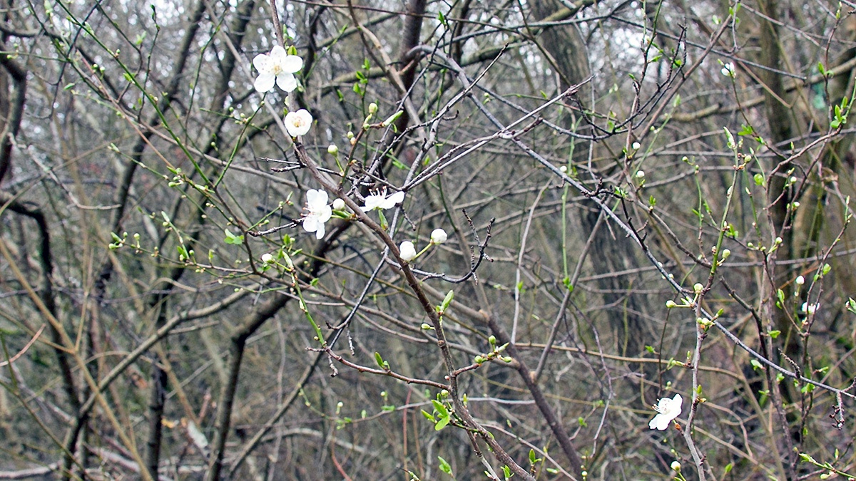 Cherry Plum [Prunus cerasifera]