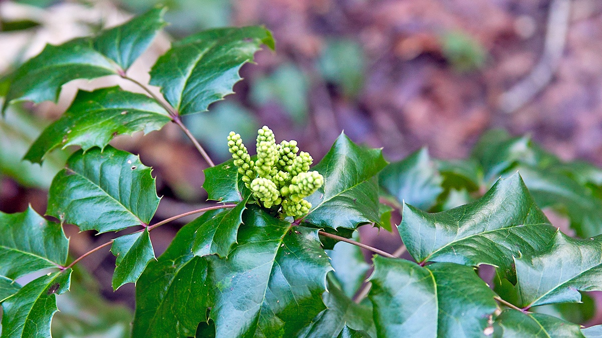 Holly-leaved Barberry [Berberis aquifolium]