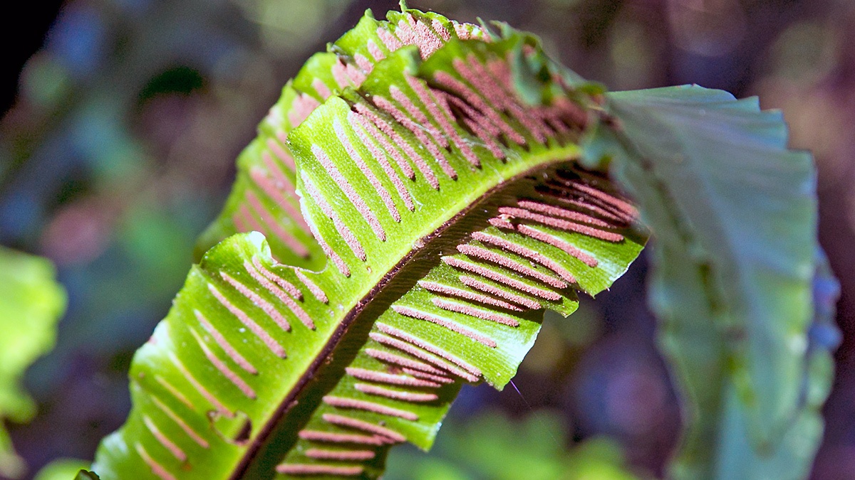 Hart's-tongue Fern [Asplenium scolopendrium]