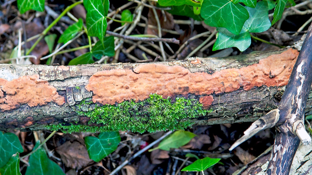 Rosy Crust [Peniophora incarnata ?]