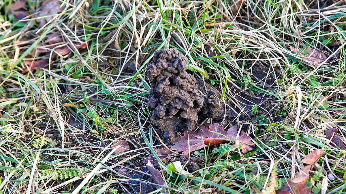 Earthworm cast
