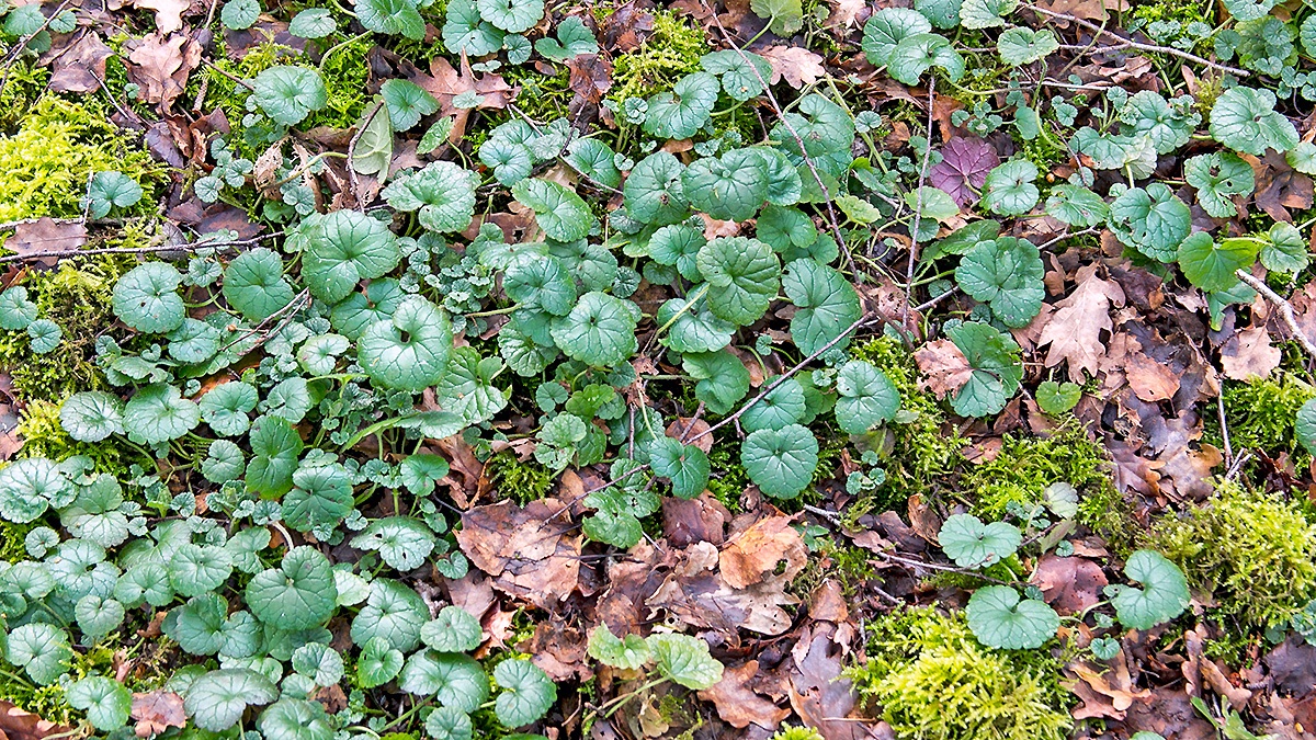 Ground Ivy [Glechoma hederacea]