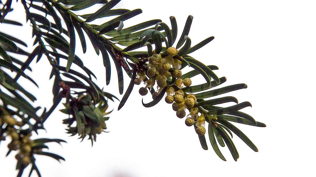 English Yew [Taxus baccata]