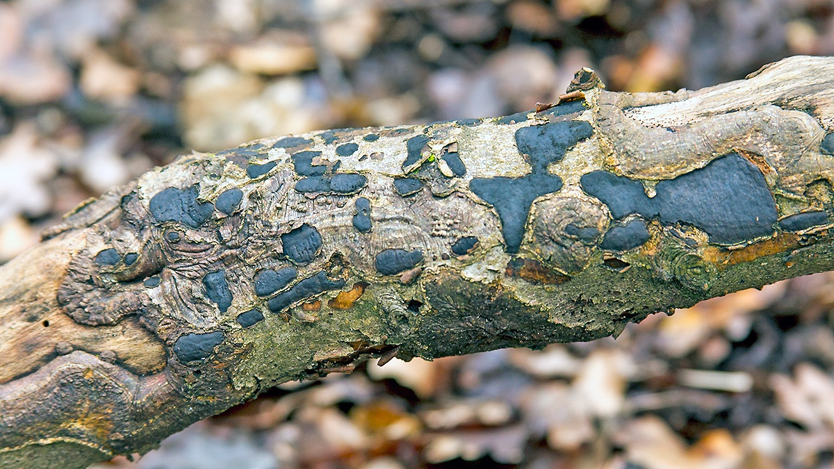 Common Tarcrust [Diatrype stigma ?]