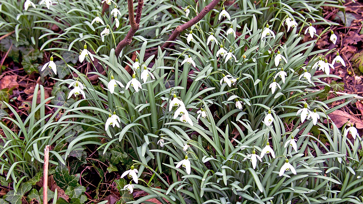 Snowdrop [Galanthus nivalis]