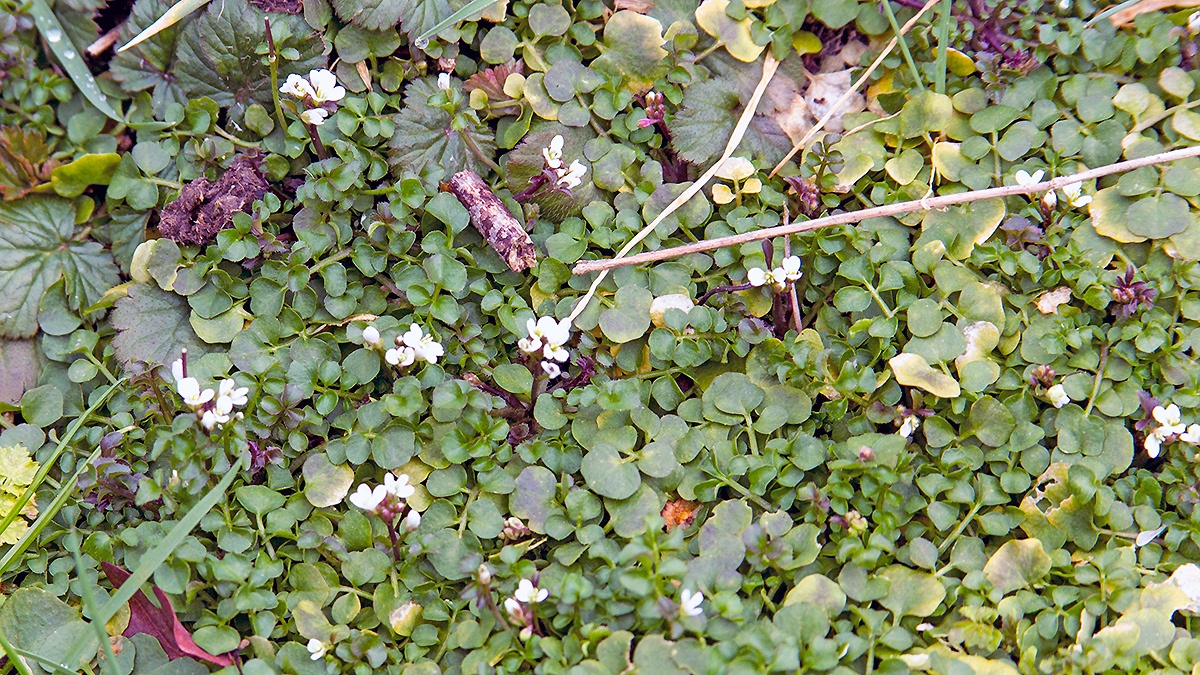 Hairy Bittercress [Cardamine hirsuta]