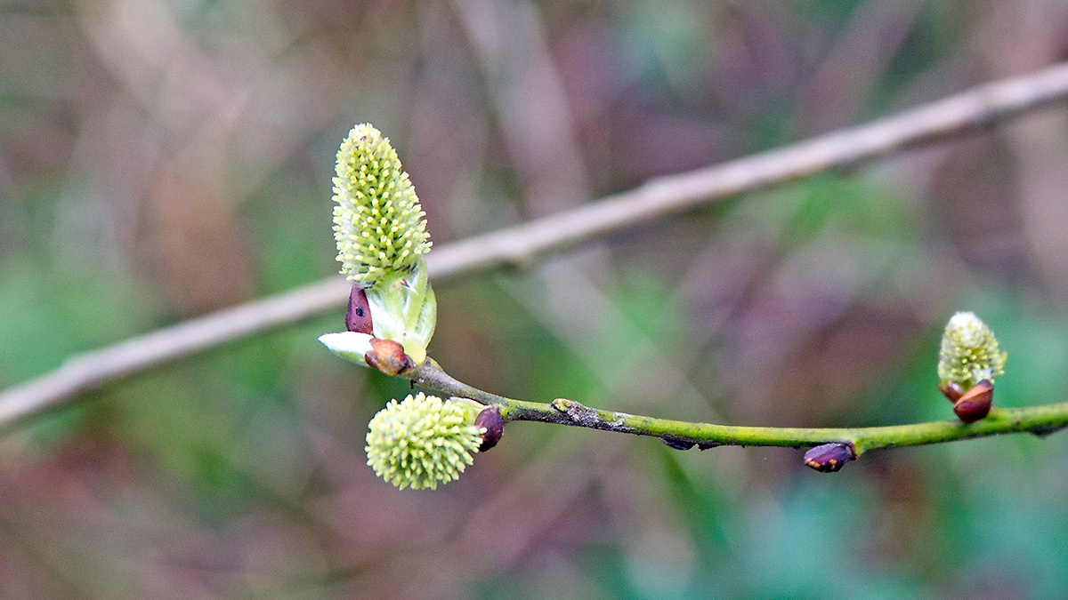 Goat Willow [Salix caprea]