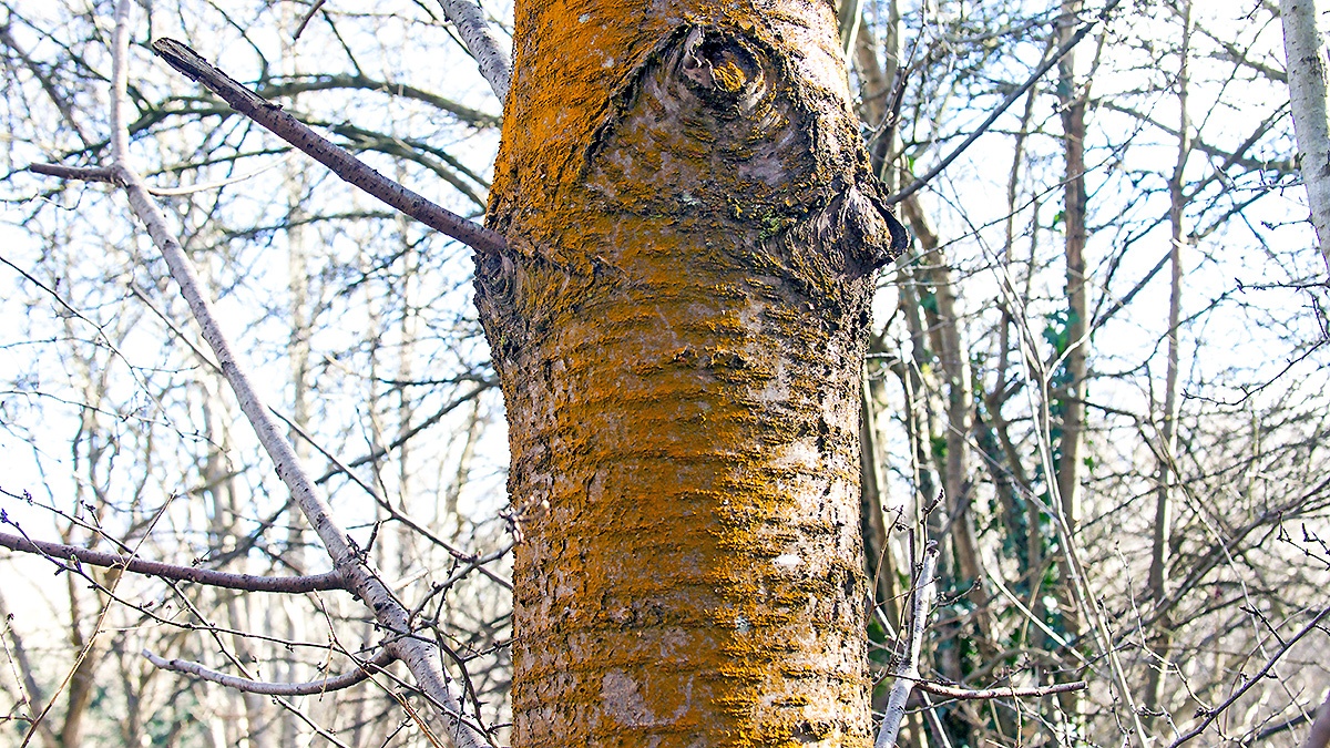 Gold Dust Lichen [Chrysothrix candelaris ?]