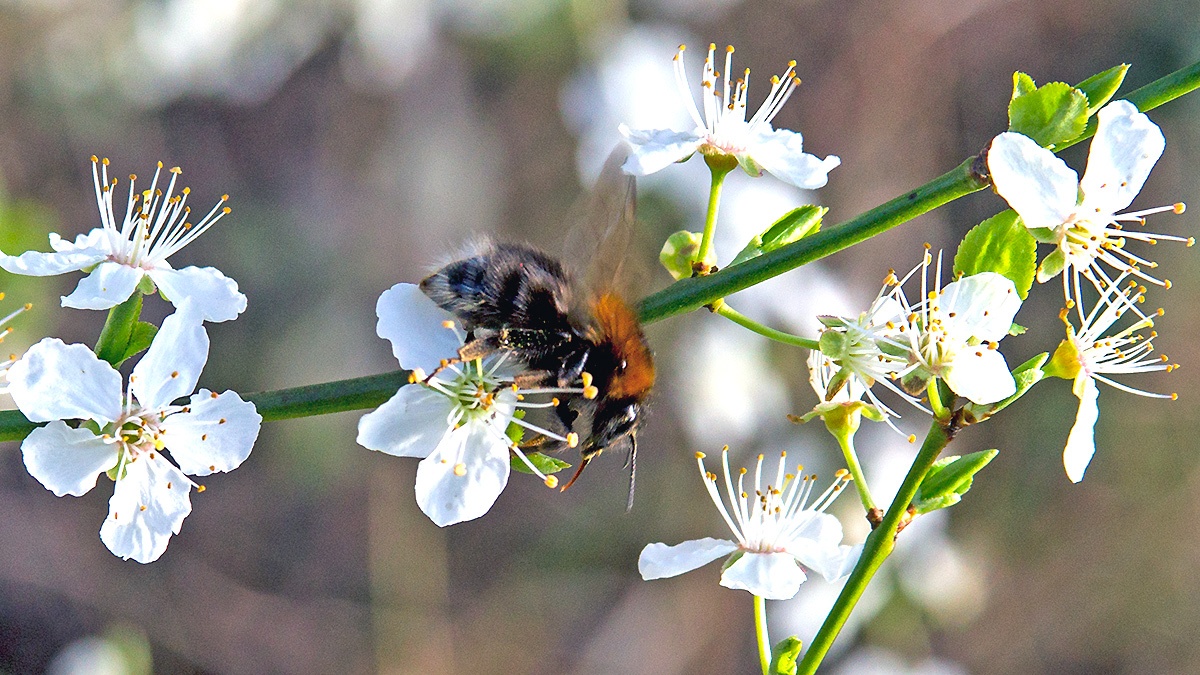 Tree Bumblebee [Bombus hypnorum]