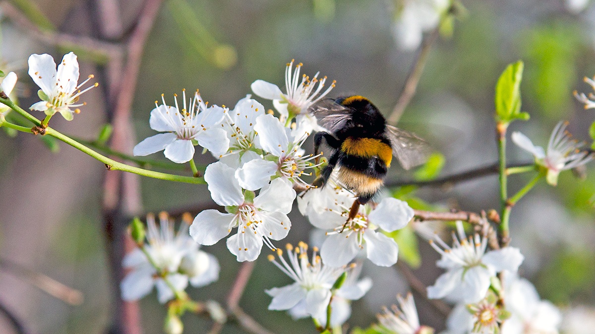 Buff-tailed Bumblebee [Bombus terrestris]