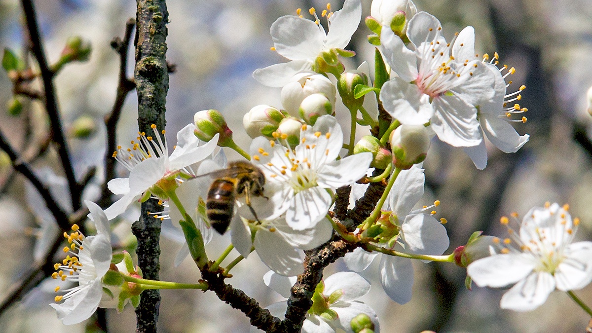 Western Honey Bee [Apis mellifera]