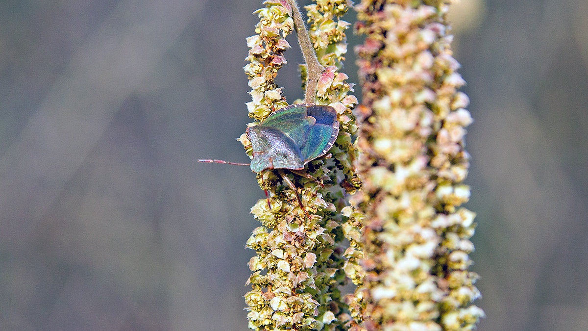 Green Shieldbug [Palomena prasina]