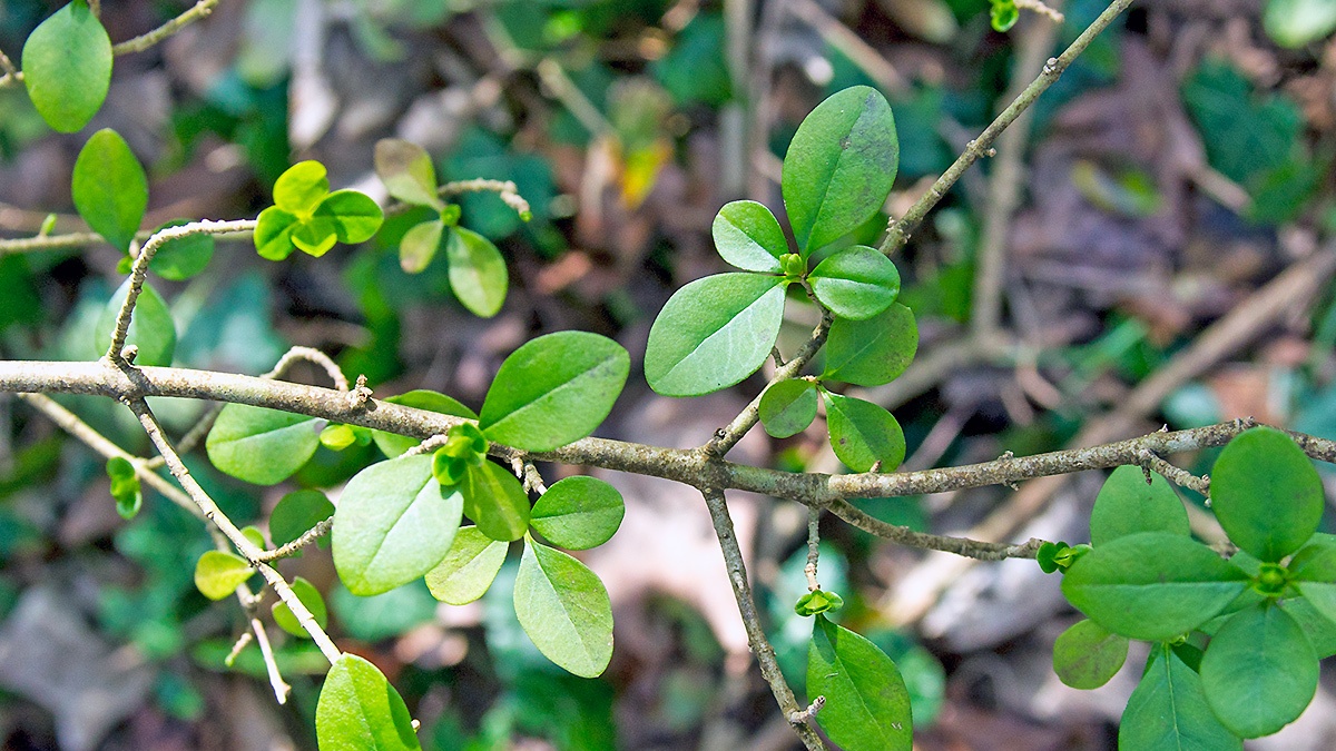 European Privet [Ligustrum vulgare]