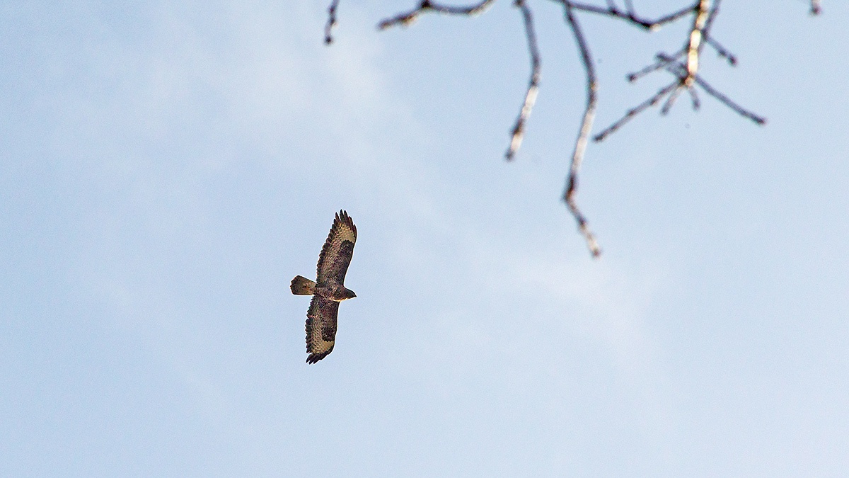 Common Buzzard [Buteo buteo]