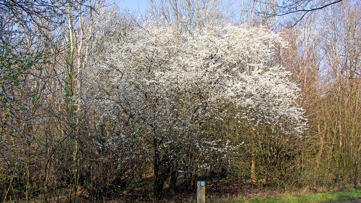 Cherry Plum [Prunus cerasifera]