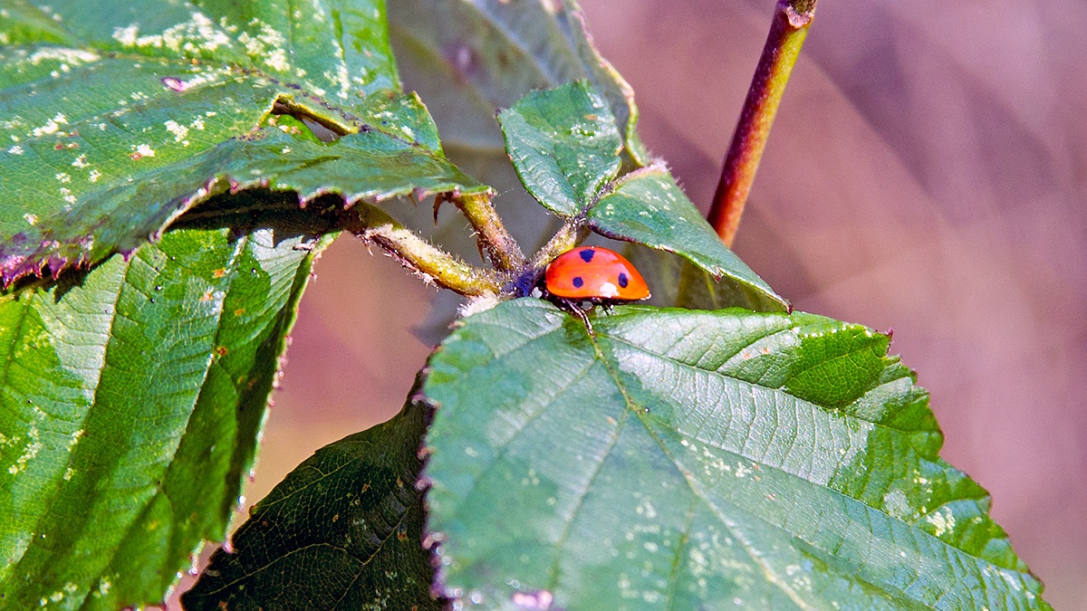 Seven-spot Ladybird [Coccinella septempunctata]