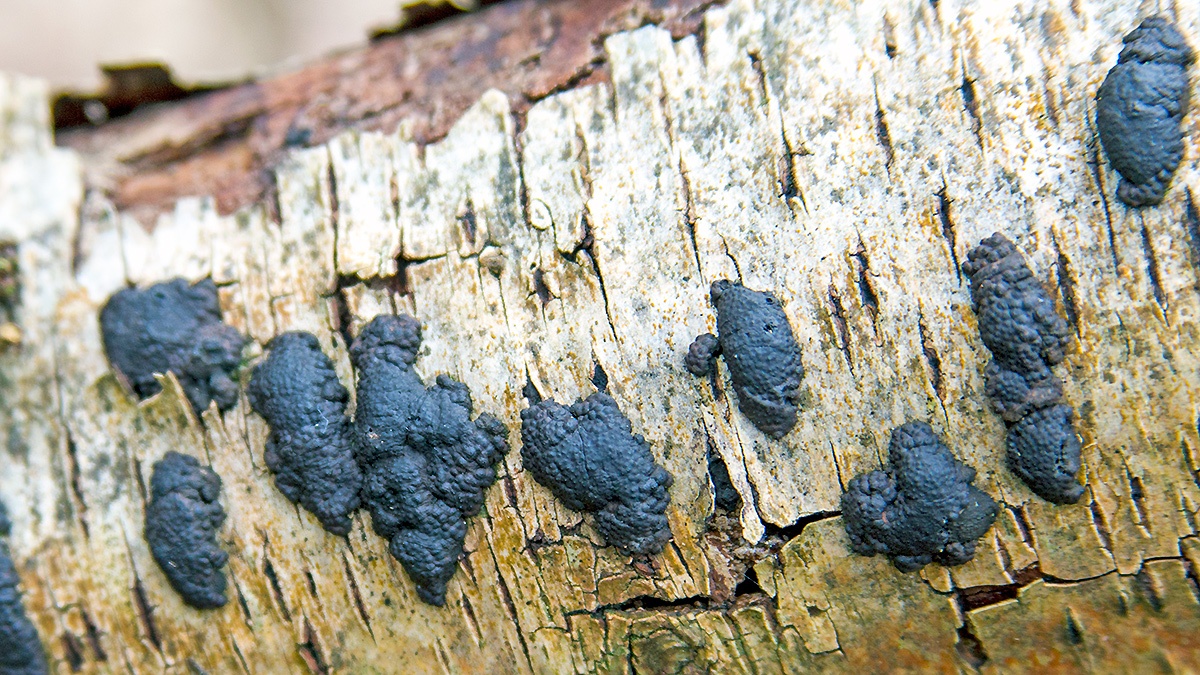 Birch Woodwart [Jackrogersella multiforme]