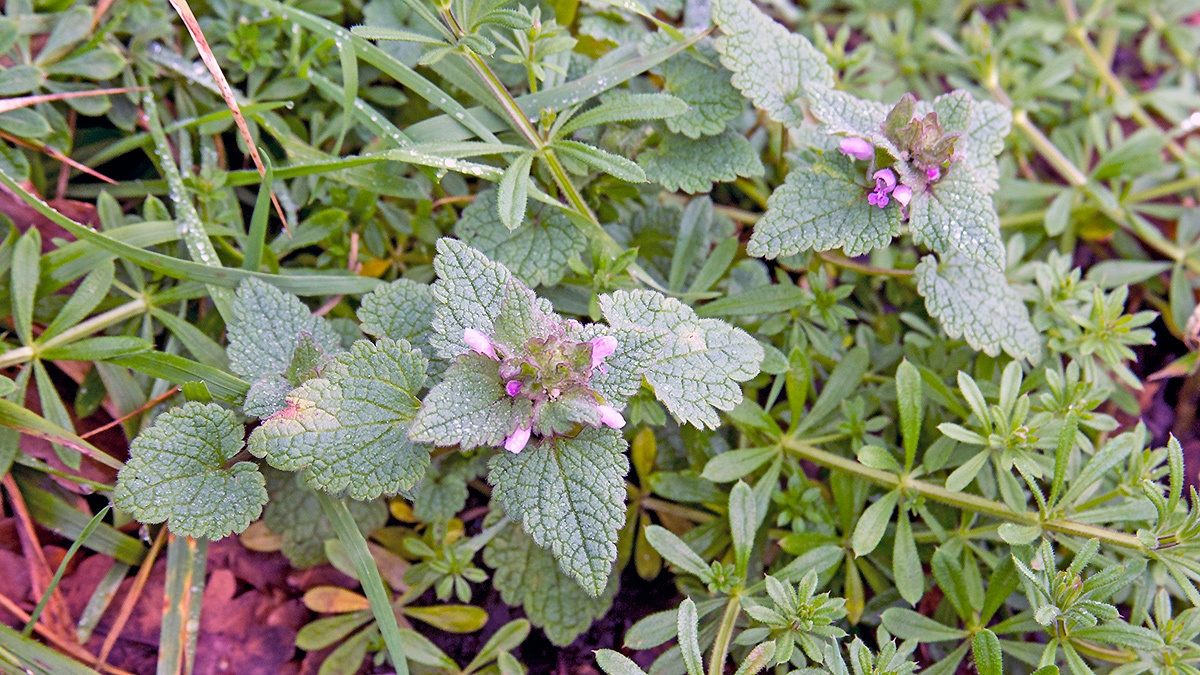 Red Dead-nettle [Lamium purpureum]