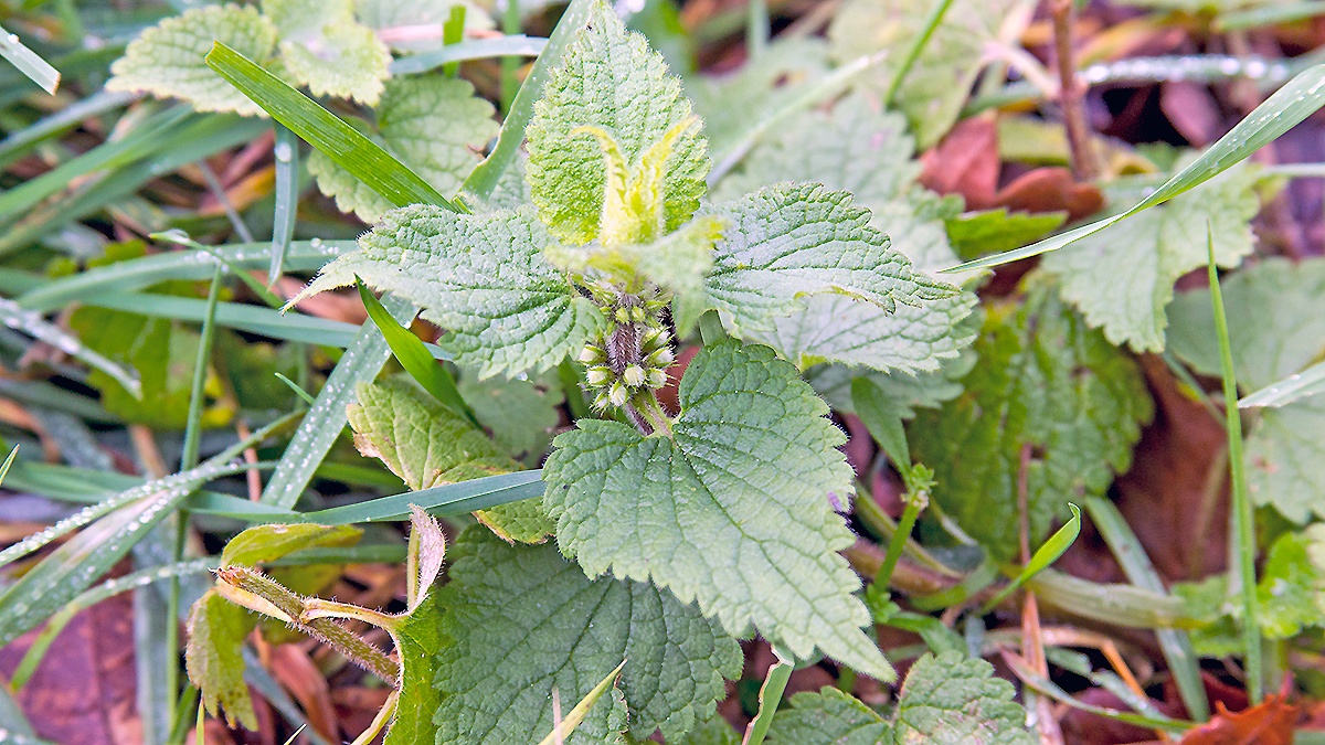 White Dead-nettle [Lamium album]