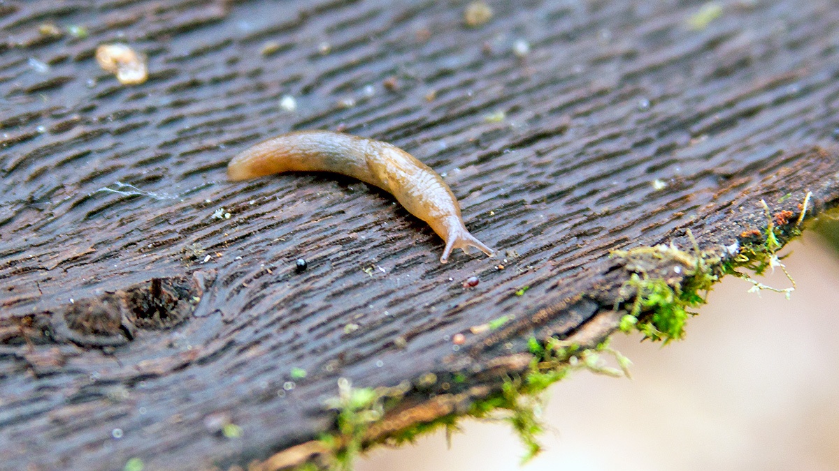 Netted Slug [Deroceras reticulatum]