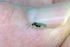 Striped Pea Gall Wasp [Cynips longiventris ?]