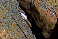 Ivy Planthopper [Issus coleoptratus]