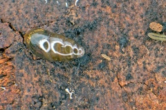 Slippery Moss Snail [Cochlicopa cf. lubrica]