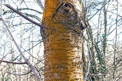 Gold Dust Lichen [Chrysothrix candelaris ?]
