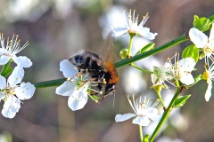 Tree Bumblebee [Bombus hypnorum]