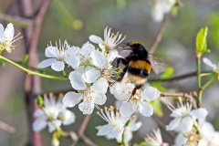 Buff-tailed Bumblebee [Bombus terrestris]