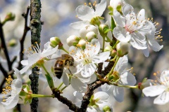 Western Honey Bee [Apis mellifera]