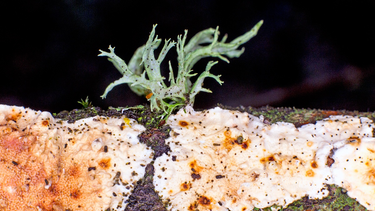 Oakmoss lichen [Evernia prunastri]