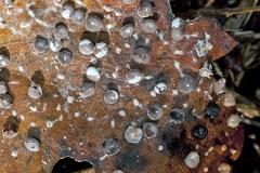 slime mould on oak leaf