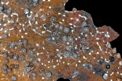 slime mould on oak leaf