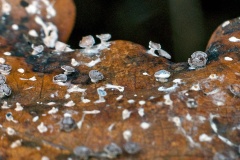slime mould on oak leaf