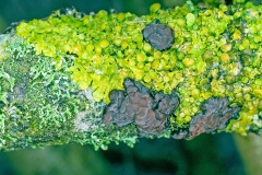 lichens and a jelly fungus