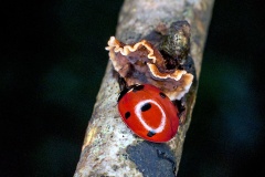 Hairy Curtain Crust [Stereum hirsutum?]