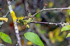 Lichen on blackthorn twigs