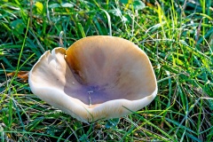 funnel mushroom funnel mushroom