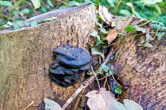 Unidentified fungus Unidentified fungus