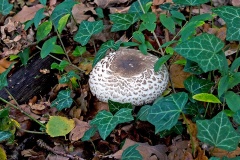 parasol mushroom