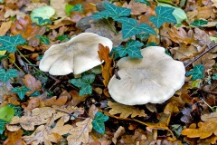 agaric mushroom agaric mushroom