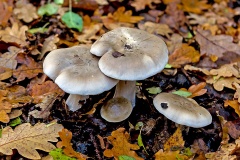 agaric mushroom agaric mushroom