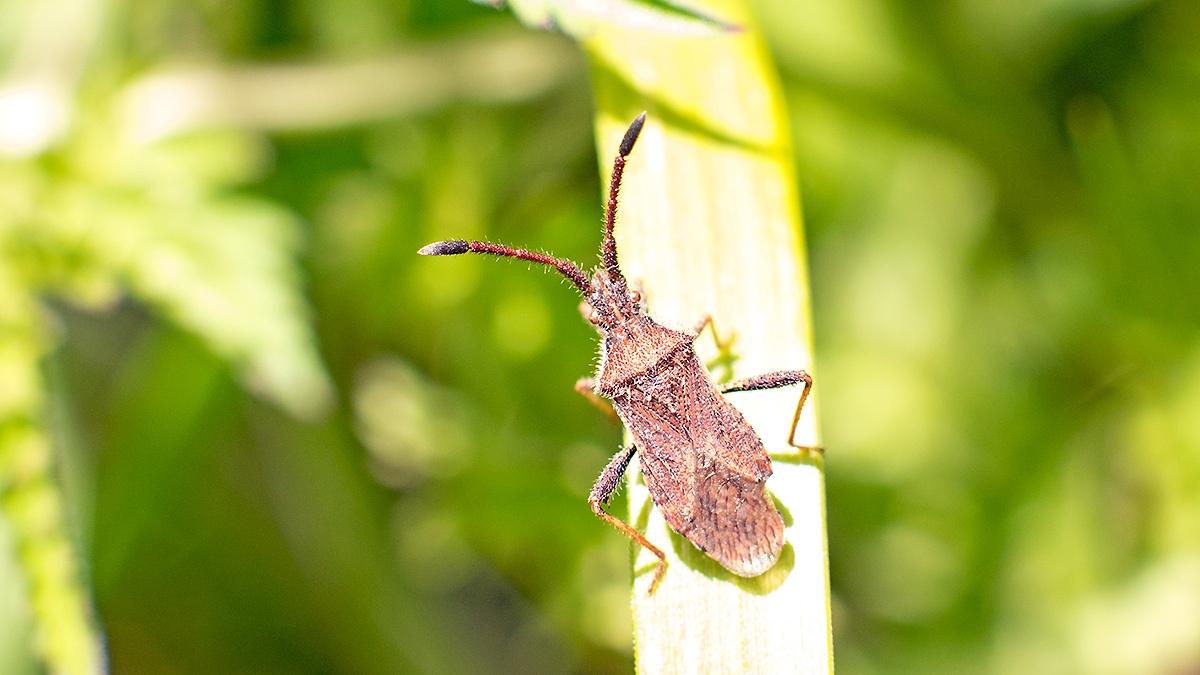 Denticulate Leatherbug [Coriomeris denticulatus]
