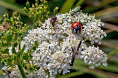 Sharp-shouldered Fly Fox, Greater Pennant Wasp, 7-spot Ladybird and Thick-legged Flower Beetle Sharp-shouldered Fly Fox, Greater Pennant Wasp, 7-spot Ladybird and Thick-legged Flower Beetle