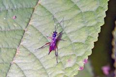 ichneumon wasp [Exetastes adpressorius?]